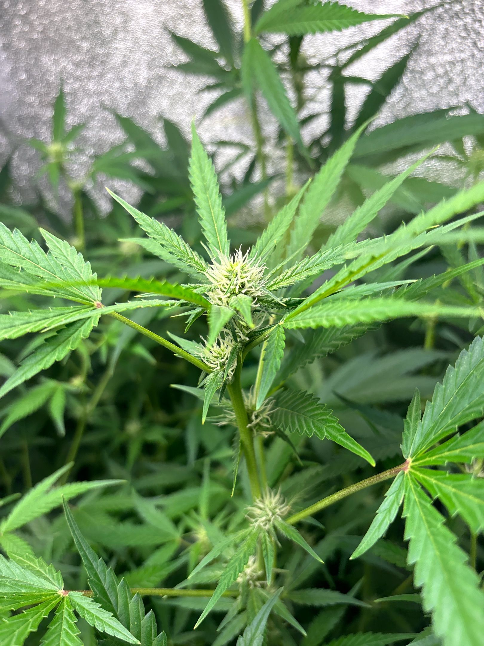 pineapple express auto(DWC) growlog header