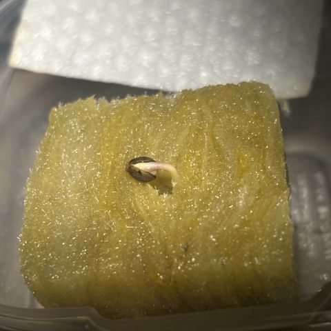 pineapple express auto(DWC) growlog photo