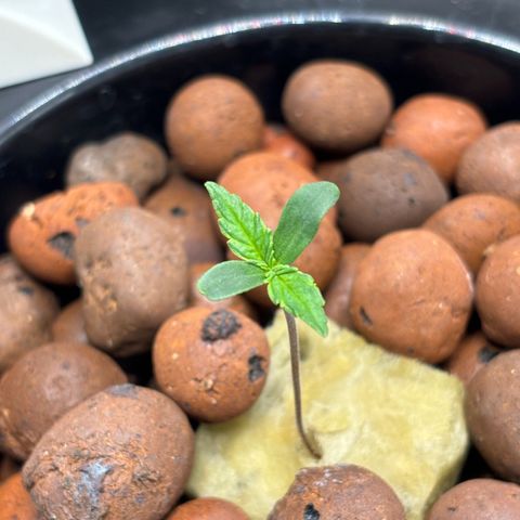 pineapple express auto(DWC) growlog timeline photo