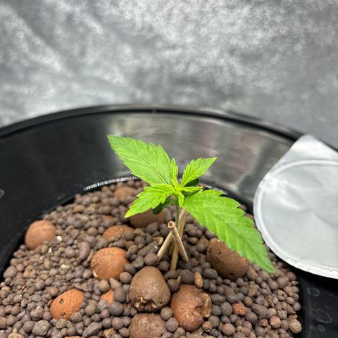 pineapple express auto(DWC) growlog timeline photo