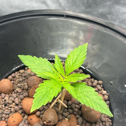 pineapple express auto(DWC) growlog timeline photo