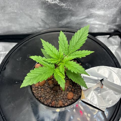pineapple express auto(DWC) growlog timeline photo
