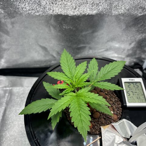 pineapple express auto(DWC) growlog timeline photo