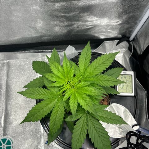 pineapple express auto(DWC) growlog timeline photo