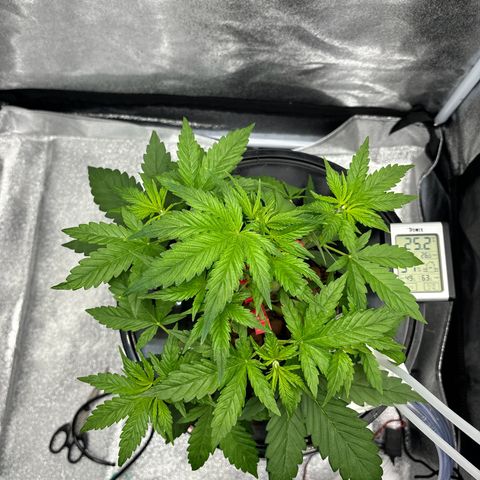 pineapple express auto(DWC) growlog timeline photo