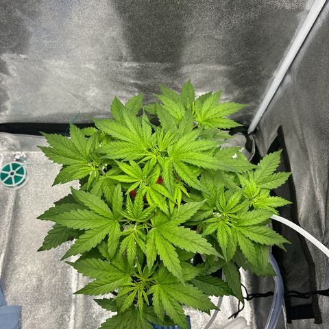 pineapple express auto(DWC) growlog timeline photo