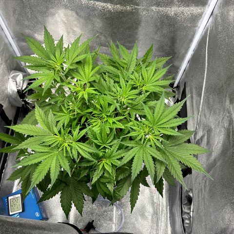 pineapple express auto(DWC) growlog timeline photo