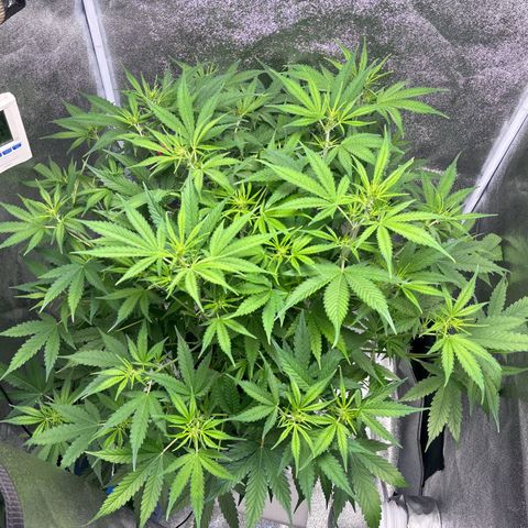 pineapple express auto(DWC) growlog timeline photo