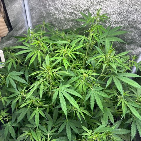 pineapple express auto(DWC) growlog timeline photo