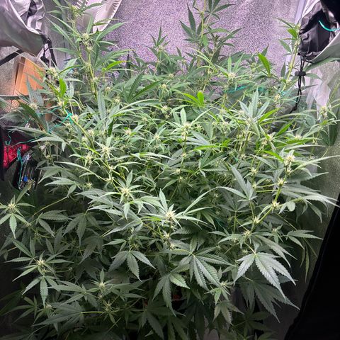 pineapple express auto(DWC) growlog timeline photo
