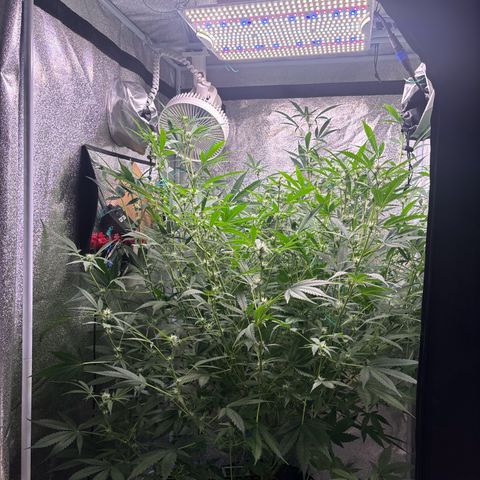 pineapple express auto(DWC) growlog timeline photo