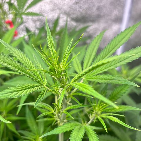 pineapple express auto(DWC) growlog timeline photo