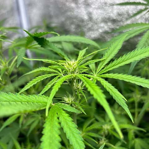 pineapple express auto(DWC) growlog timeline photo