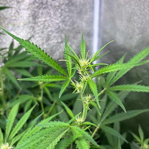 pineapple express auto(DWC) growlog timeline photo