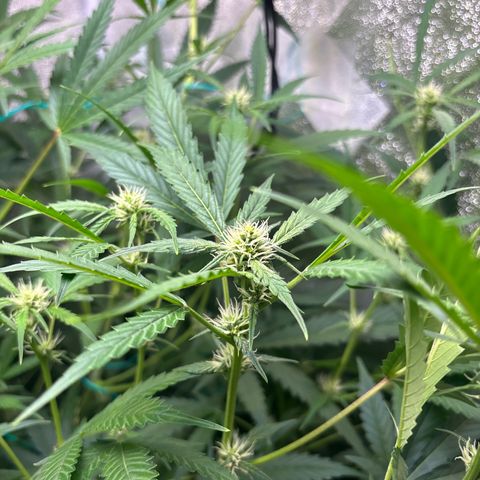 pineapple express auto(DWC) growlog timeline photo