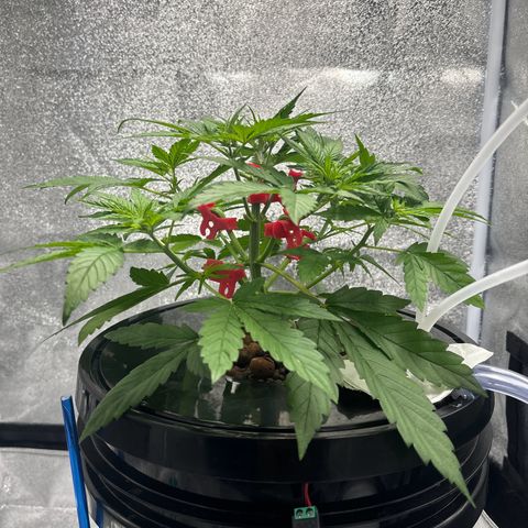 pineapple express auto(DWC) growlog timeline photo