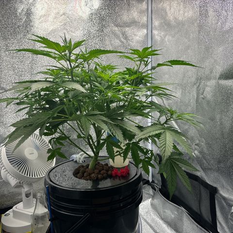 pineapple express auto(DWC) growlog timeline photo