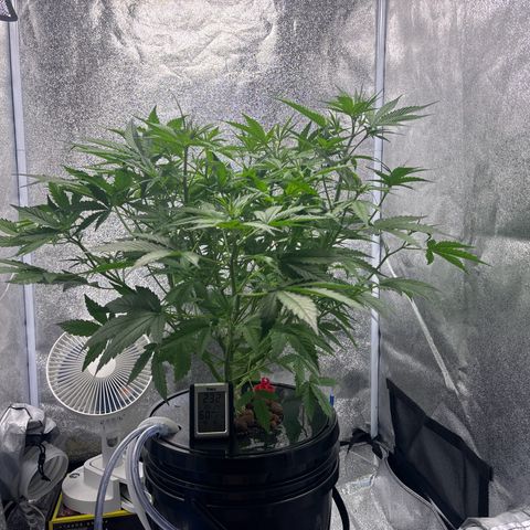 pineapple express auto(DWC) growlog timeline photo