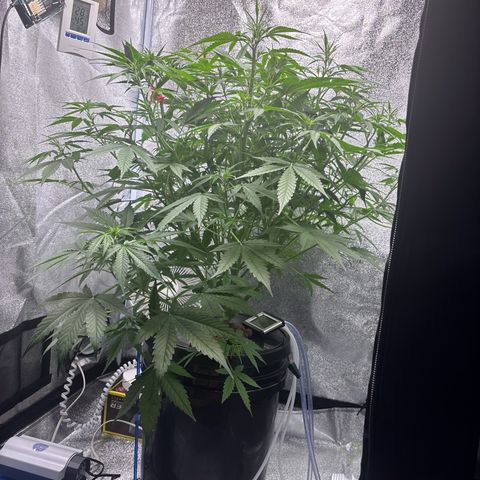 pineapple express auto(DWC) growlog timeline photo