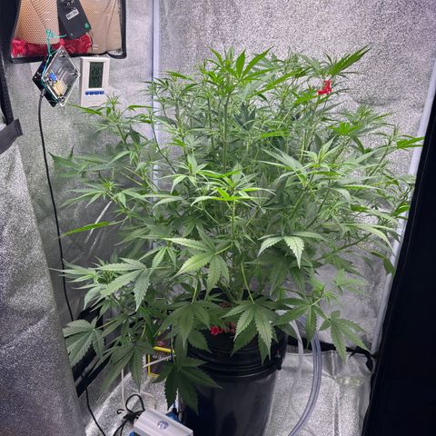 pineapple express auto(DWC) growlog timeline photo