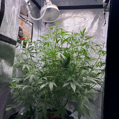 pineapple express auto(DWC) growlog timeline photo