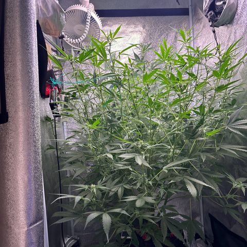 pineapple express auto(DWC) growlog timeline photo