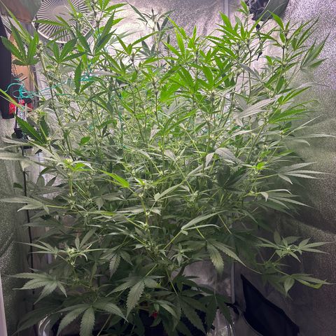 pineapple express auto(DWC) growlog timeline photo