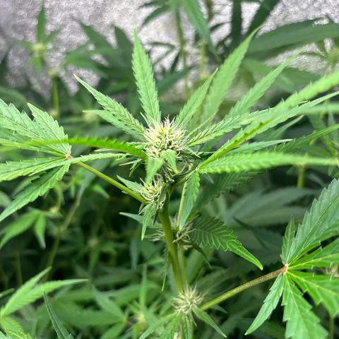 pineapple express auto(DWC) growlog timeline photo