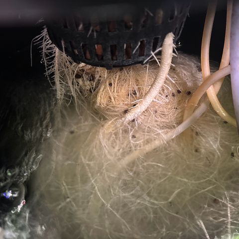pineapple express auto(DWC) growlog timeline photo