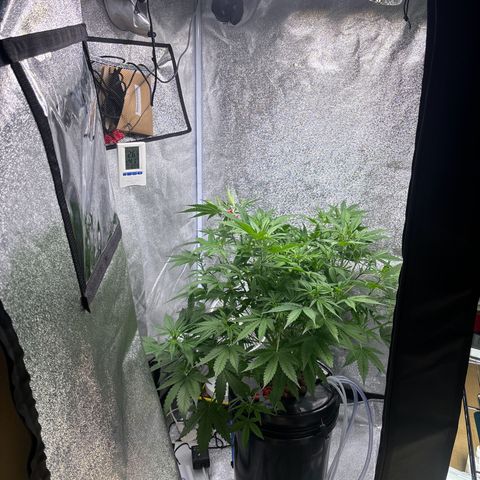 pineapple express auto(DWC) growlog timeline photo