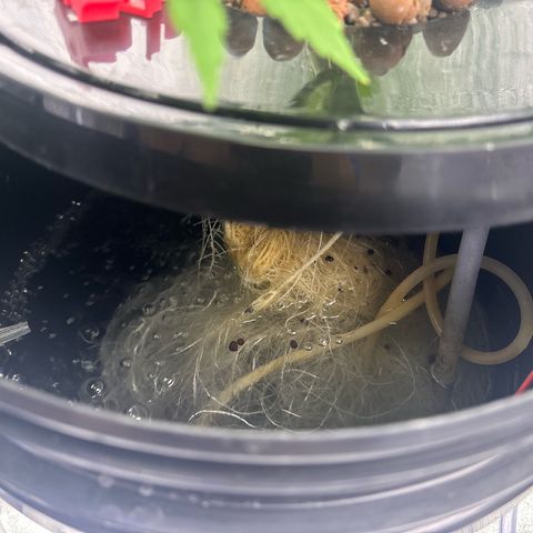 pineapple express auto(DWC) growlog timeline photo