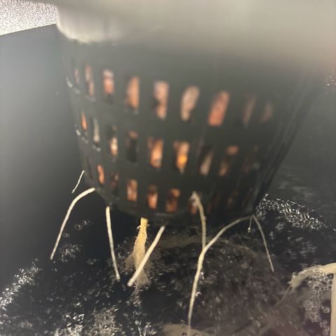 pineapple express auto(DWC) growlog timeline photo
