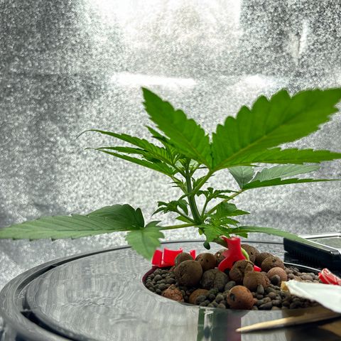 pineapple express auto(DWC) growlog timeline photo