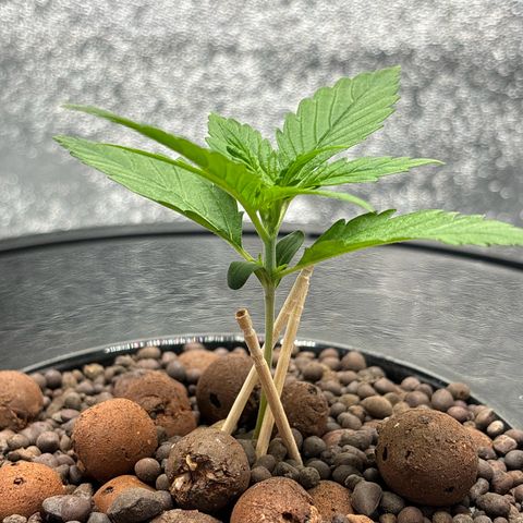 pineapple express auto(DWC) growlog timeline photo