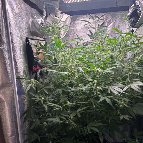 pineapple express auto(DWC) growlog timeline photo