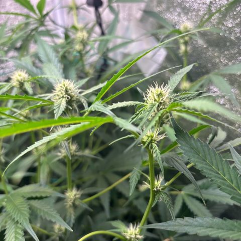 pineapple express auto(DWC) growlog timeline photo