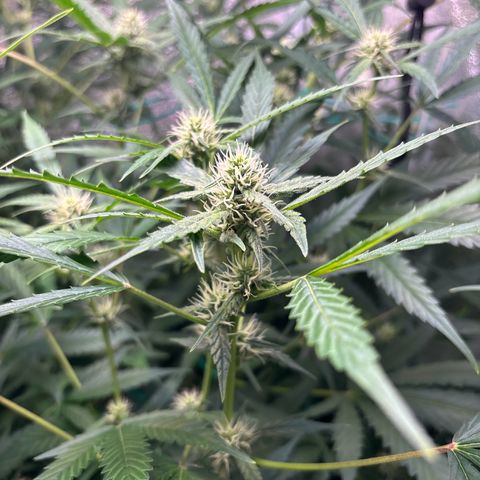 pineapple express auto(DWC) growlog timeline photo