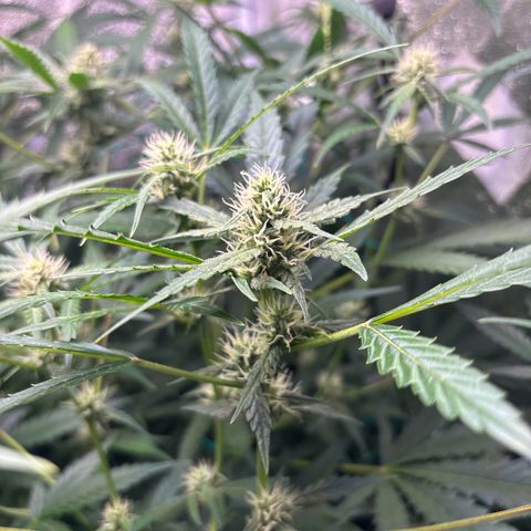 pineapple express auto(DWC) growlog timeline photo