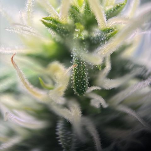 pineapple express auto(DWC) growlog timeline photo