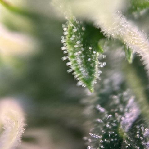 pineapple express auto(DWC) growlog timeline photo