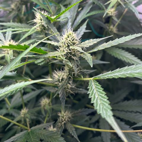 pineapple express auto(DWC) growlog timeline photo
