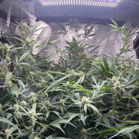 pineapple express auto(DWC) growlog timeline photo