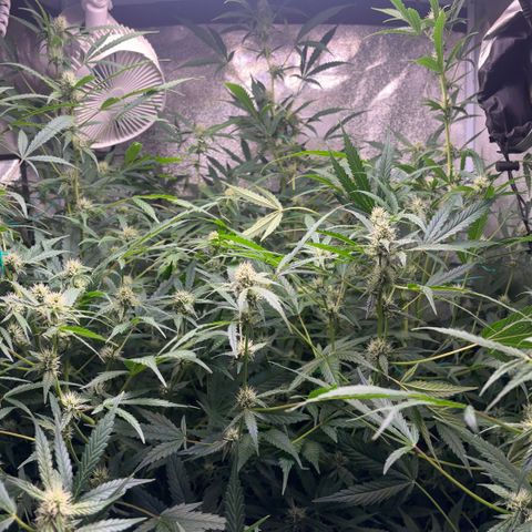 pineapple express auto(DWC) growlog timeline photo