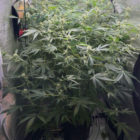 pineapple express auto(DWC) growlog timeline photo