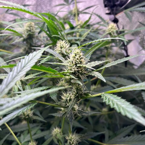 pineapple express auto(DWC) growlog timeline photo