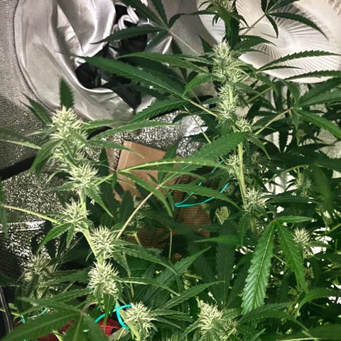 pineapple express auto(DWC) growlog timeline photo