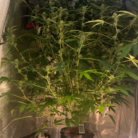 pineapple express auto(DWC) growlog timeline photo