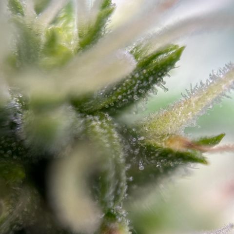 pineapple express auto(DWC) growlog timeline photo