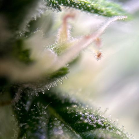 pineapple express auto(DWC) growlog timeline photo