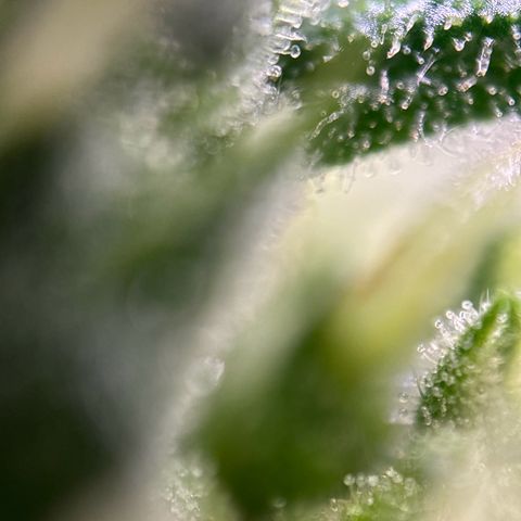 pineapple express auto(DWC) growlog timeline photo